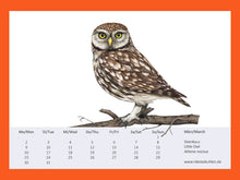 Lade das Bild in den Galerie-Viewer, Zeichnung eines Steinkauzes, einer kleinen braunen Eule mit gelben Augen