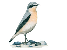 Load image into Gallery viewer, Der Vogel hat eine rosa bis lachsfarbene Brust und ist sonst grau schwarz gefärbt