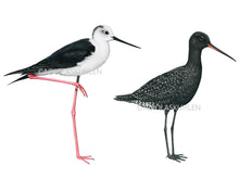 Load image into Gallery viewer, Links ein Stelzenläufer, ein schwarz weißer Vogel mit extrem langen Beinen, rechts ein Dunkelwasserläufer, schwarz mit weißen Punkten und etwas Rot im Schnabel