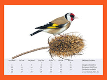 Lade das Bild in den Galerie-Viewer, ein Stieglitz sitzt auf einer verblühten Karde