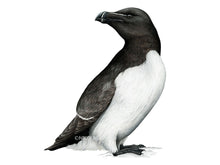 Load image into Gallery viewer, Die Brust ist weiß, das restliche Gefieder schwarz mit einem weißen Streif am Flügel sowie im Gesicht. Auch der Schnabel ist schwarz und hat weiße Striche