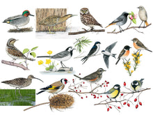 Lade das Bild in den Galerie-Viewer, 12 handgezeichnete heimische Vogelarten