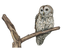 Load image into Gallery viewer, Das bräunlich graue Gefieder wird durch schwarze Striche definiert, die Augen sind ganz schwarz