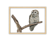 Load image into Gallery viewer, Waldkauz sitzt auf einem markanten Ast und schaut seitlich in die Ferne