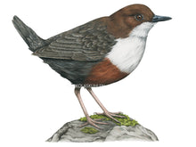 Load image into Gallery viewer, Die Brust ist reinweiß während das restliche Gefieder graubraun bis rotbraun ist und der Schnabel schwarz