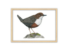 Load image into Gallery viewer, bräunlich-weißer Vogel auf einem moosbewachsenen Stein