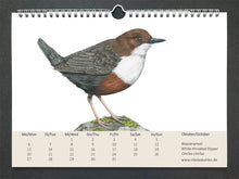 Lade das Bild in den Galerie-Viewer, Die Wasseramsel hat ein rötlich-braunes und graues Gefieder und eine weiße  Brust, sie steht auf einem bemoosten Stein