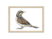 Load image into Gallery viewer, Wendehals Zeichnung auf weißem Hintergrund mit Holzrahmen