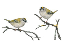 Load image into Gallery viewer, Man sieht schön den schwarz eingerahmten goldgelben Scheitelstreif der Vögel