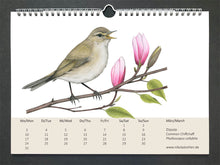 Lade das Bild in den Galerie-Viewer, ein singender Zilzalp, ein kleiner bräunlicher Vogel, sitzt auf einem Ast mit rosa Magnolienblüten