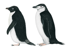Load image into Gallery viewer, 2 gezeichnete Pinguine, links ein Adele- und rechts ein Zügelpinguin