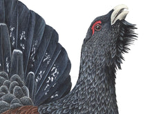 Load image into Gallery viewer, Ausschnitt vom Auerhahn, Detail Ansicht Kopf