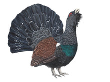 Load image into Gallery viewer, Auerhahn Zeichnung Balz, weißer Hintergrund