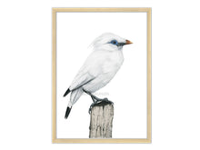 Lade das Bild in den Galerie-Viewer, Zeichnung Bali Star - weißer Vogel
