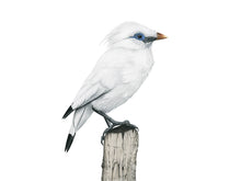 Load image into Gallery viewer, Zeichnung Bali Star- Detail