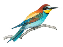 Load image into Gallery viewer, Bienenfresser, bunter Vogel auf Ast
