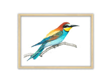 Load image into Gallery viewer, Zeichnung von einem Bienenfresser auf Ast in Holzrahmen. Sehr bunter Vogel
