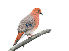 Load image into Gallery viewer, Kunstdruck Taube Detail