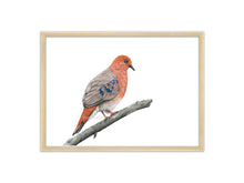 Load image into Gallery viewer, Kunstdruck Blauaugentaube