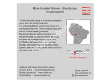 Load image into Gallery viewer, Ara Infokarte englisch