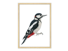 Load image into Gallery viewer, Buntspecht Zeichnung mit Rahmen