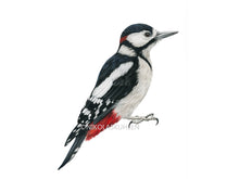 Load image into Gallery viewer, Buntspecht Zeichnung weißer Hintergrund