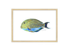 Load image into Gallery viewer, Doktorfisch gelb blau mit Rahmen