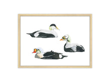 Load image into Gallery viewer, Drei verschiedene Eiderenten mit Rahmen