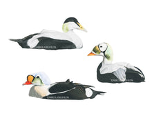 Load image into Gallery viewer, Drei verschiedene Eiderenten weißer Hintergrund