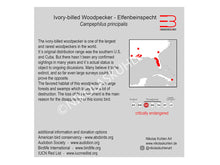 Load image into Gallery viewer, Elfenbeinspecht Infokarte englisch