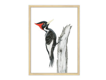 Load image into Gallery viewer, Elfenbeinspecht an Baum Kunstdruck