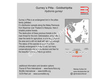Load image into Gallery viewer, Goldkehlpitta Infokarte englisch