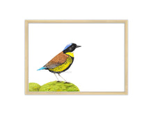 Load image into Gallery viewer, Goldkehlpitta auf Moos Kunstdruck
