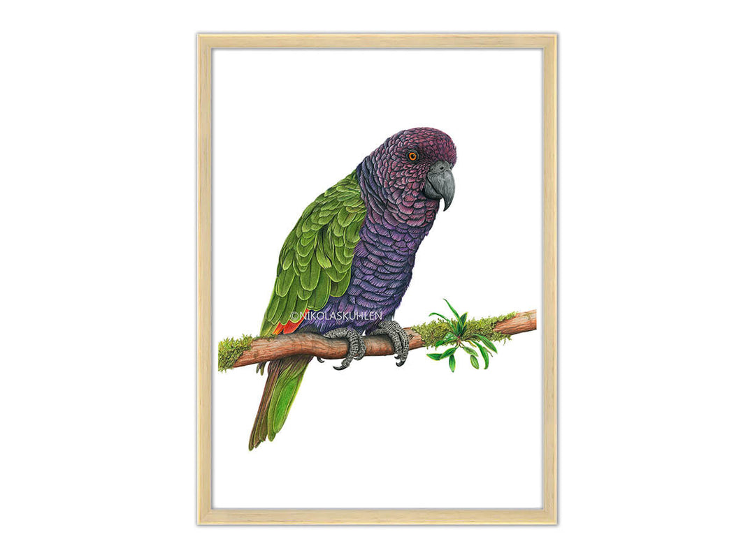 Kaiseramazone Papagei grün lila Zeichnung