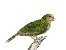 Lade das Bild in den Galerie-Viewer, Kakapo Vogel Detail