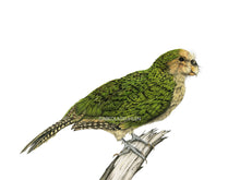 Lade das Bild in den Galerie-Viewer, Zeichnung Kakapo Vogel Detail
