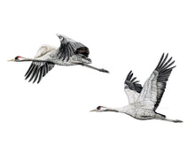 Lade das Bild in den Galerie-Viewer, zwei Kraniche im Flug