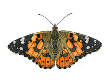 Load image into Gallery viewer, Distelfalter Zeichnung - Detail