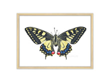 Load image into Gallery viewer, Zeichnung Schwalbenschwanz Farbe