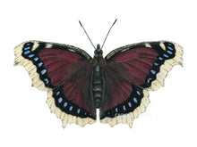 Load image into Gallery viewer, Zeichnung Trauermantel Schmetterling Detail