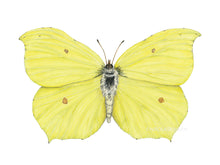 Load image into Gallery viewer, Zitronenfalter - Gelber Schmetterling Detail