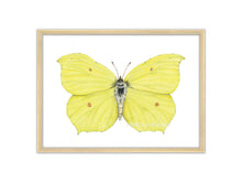 Load image into Gallery viewer, Zitronenfalter - Gelber Schmetterling
