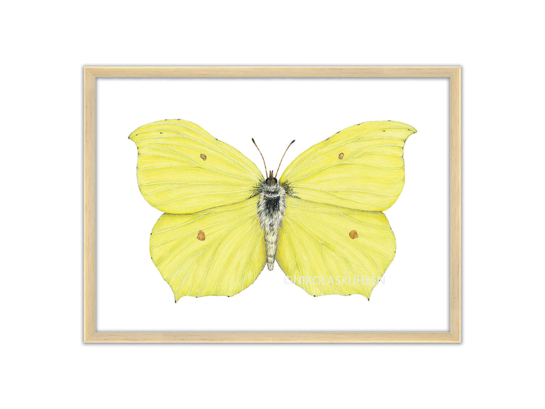 Zitronenfalter - Gelber Schmetterling