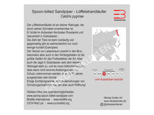 Load image into Gallery viewer, Infokarte Löffelstrandläufer deutsch
