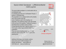 Load image into Gallery viewer, Infokarte Löffelstrandläufer englisch