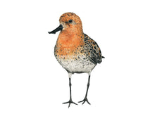 Load image into Gallery viewer, Löffelstrandläufer rot braun Portrait