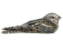 Load image into Gallery viewer, Zeichnung Nachtschwalbe auf Boden sitzend, in Tarnstellung