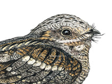 Load image into Gallery viewer, Detailansicht Nachtschwalbe Kopf