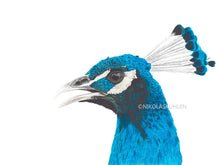 Lade das Bild in den Galerie-Viewer, Portrait blauer Pfau Detail