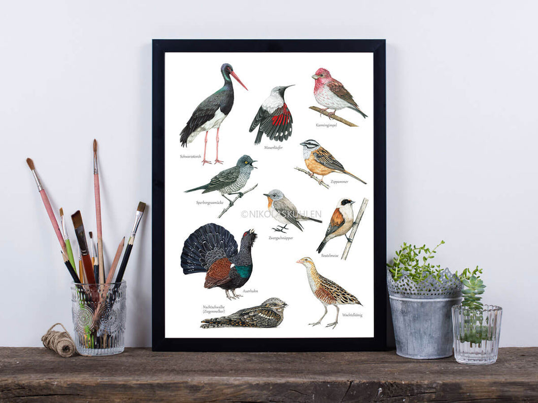 Poster mit 10 seltenen Vögeln und Dekoelementen